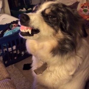 Meet your Posher, Dusty